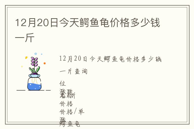 12月20日今天鱷魚龜價(jià)格多少錢一斤