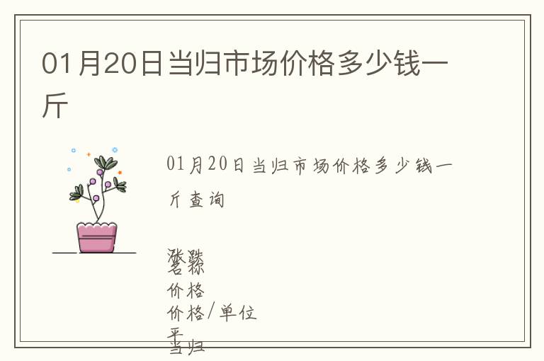 01月20日當歸市場價格多少錢一斤